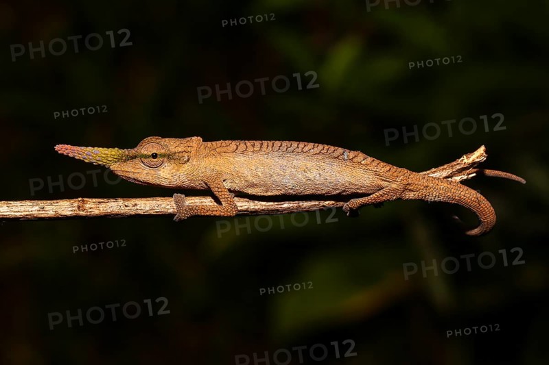 Pinocchio Chameleon (Calumma gallus) male