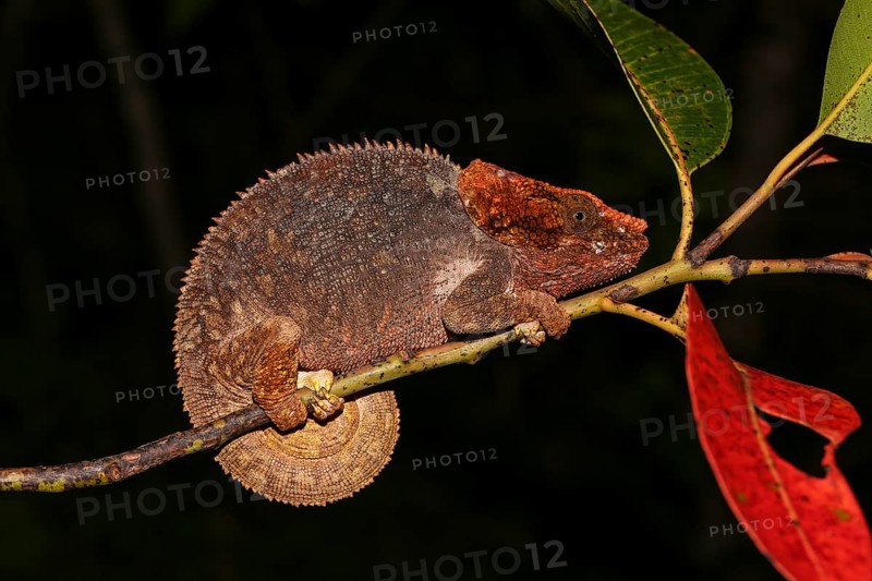 Short-horned chameleon (Calumma brevicorne) female