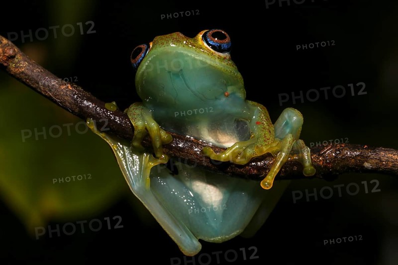 Green bright-eyed frog (Boophis viridis) hanging on branch