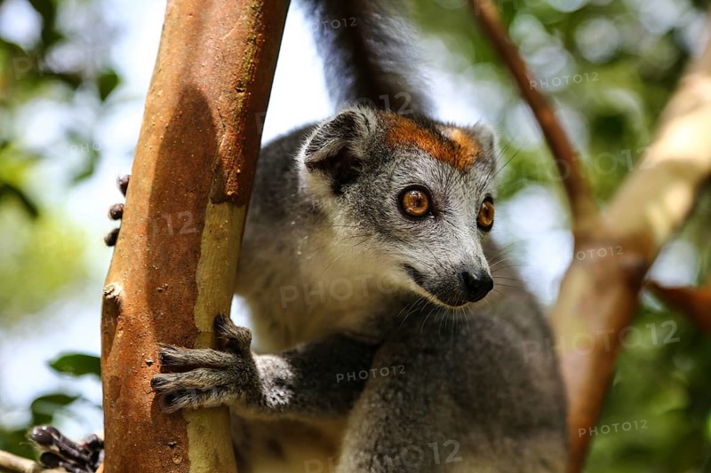 Crowned lemur (Eulemur coronatus) sitting in tree