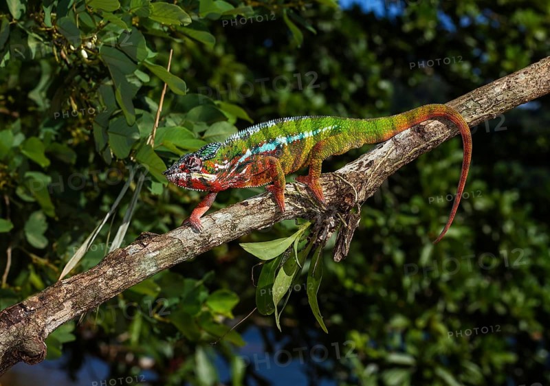 Panther chameleon (Furcifer Pardalis)