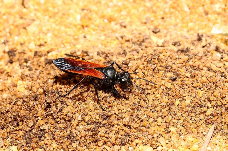 Spider Wasp (Pompilinae ssp.)