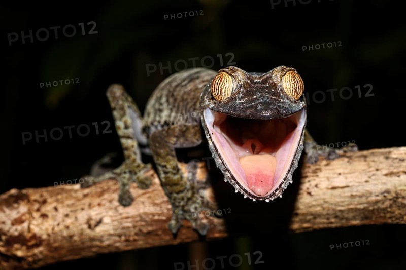 Flat-tailed gecko (Uroplatus fimbriatus) female