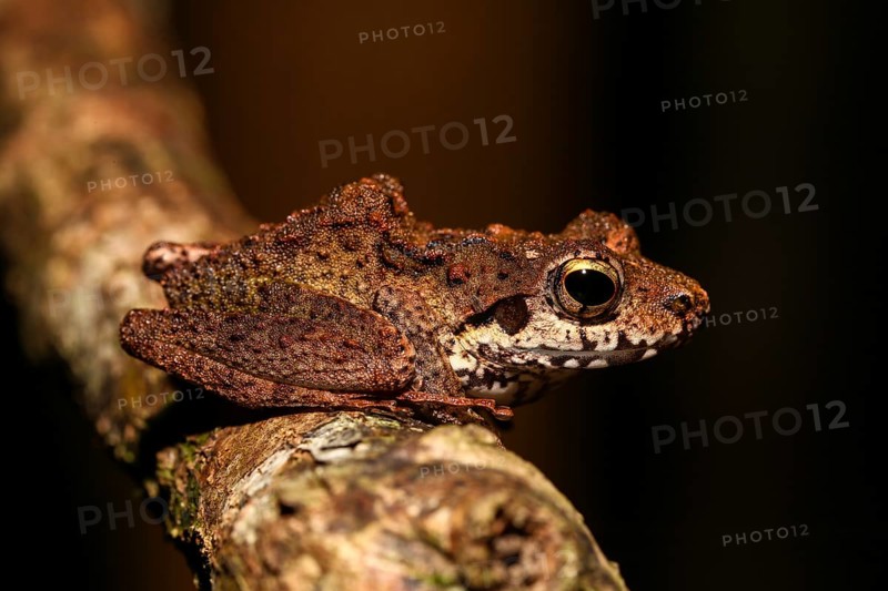 Boulenger's Madagascar Frog (Gephyromantis boulengeri)