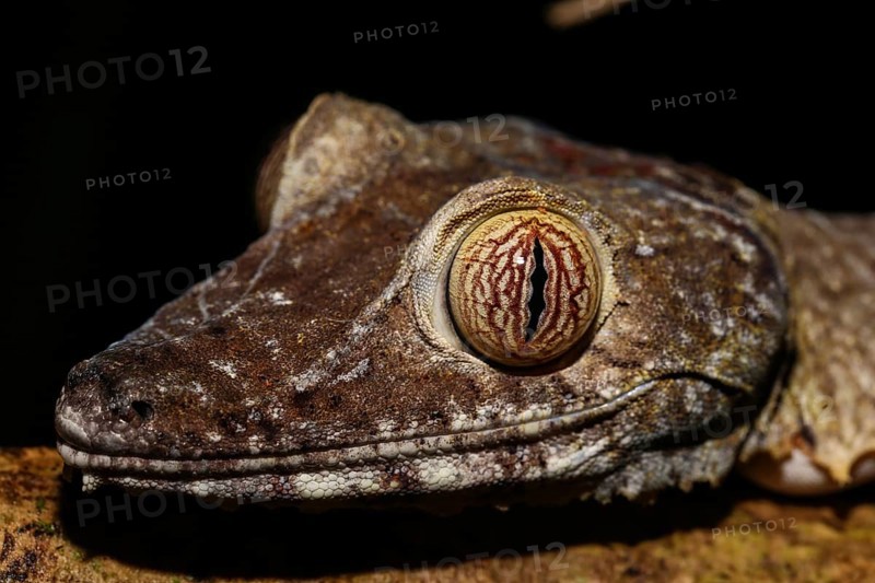 Flat-tailed gecko (Uroplatus fimbriatus) female