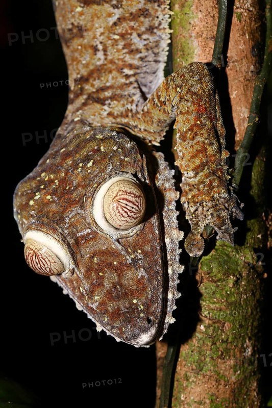 Flat-tailed gecko (Uroplatus fimbriatus)
