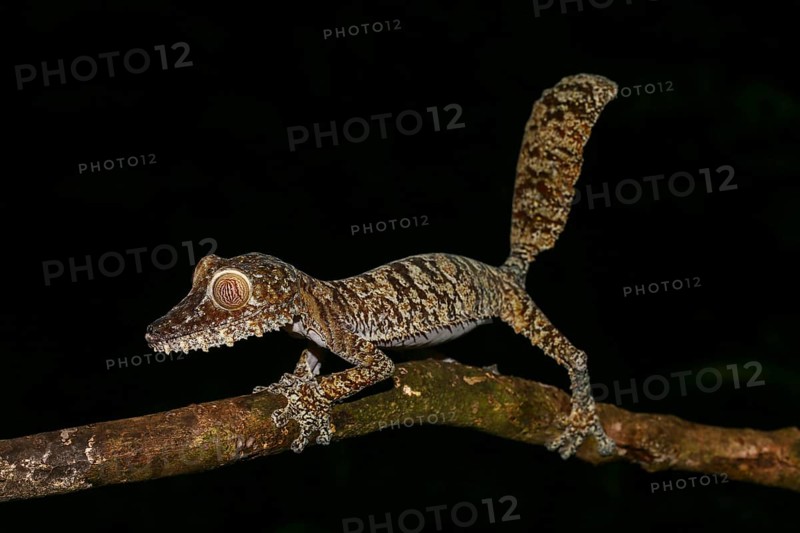 Flat-tailed gecko (Uroplatus fimbriatus) female