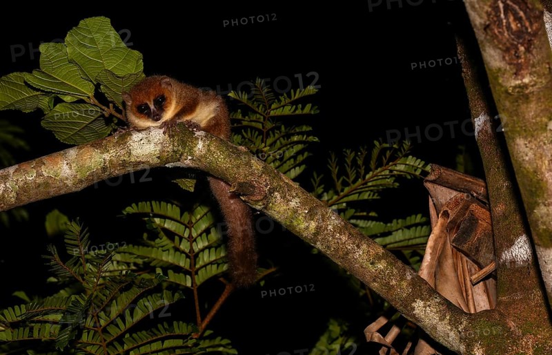 Mittermeier's mouse lemur (Microcebus mittermeieri)