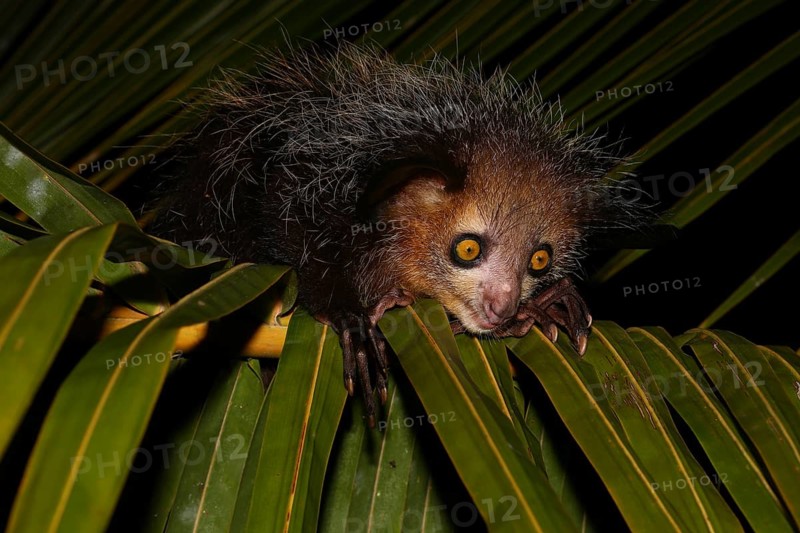 Aye-aye (Daubentonia madagascariensis) on palm leaf