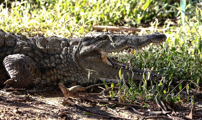 Madagascar Nile crocodile (Crocodylus niloticus madagascariensis) with open mouth