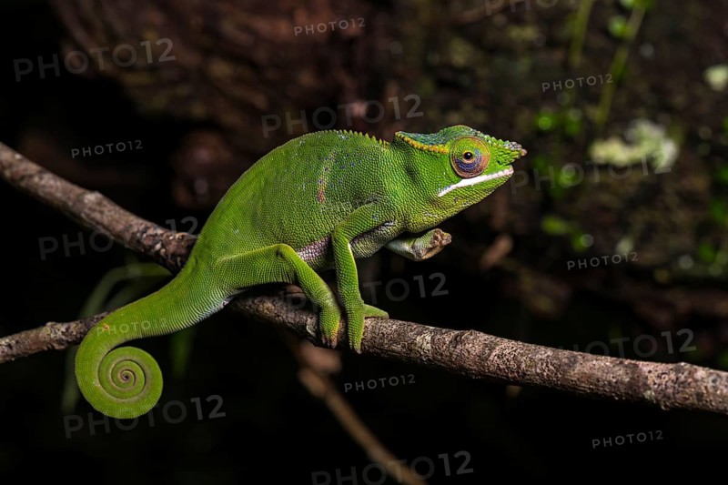 Glam-rock chamaleon (Furcifer timoni)