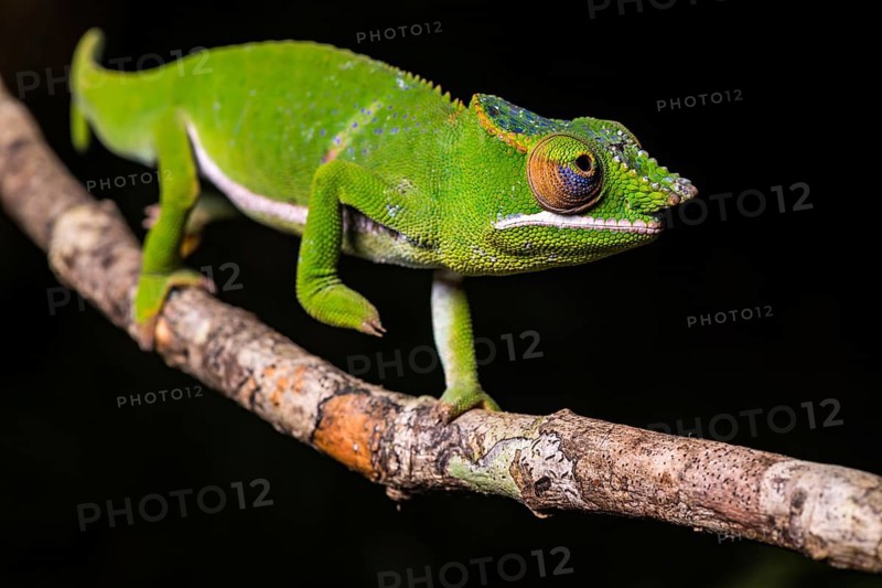 Glam-rock chamaleon (Furcifer timoni)