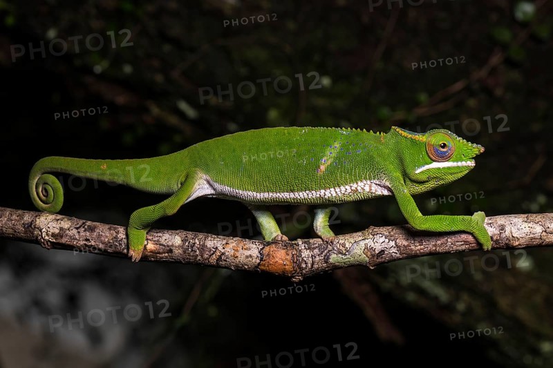 Glam-rock chamaleon (Furcifer timoni)
