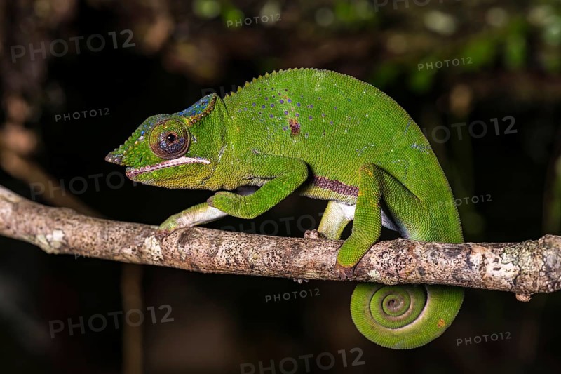 Glam-rock chamaleon (Furcifer timoni)