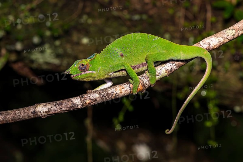 Glam-rock chamaleon (Furcifer timoni)