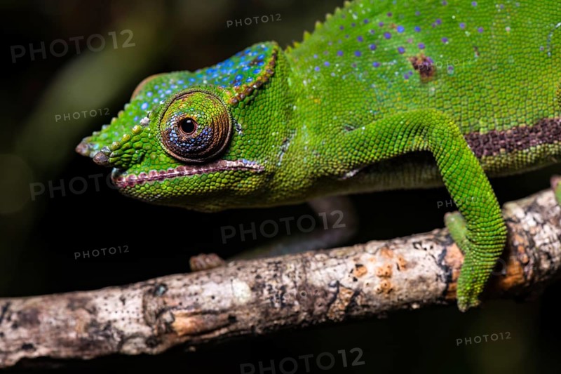 Glam-rock chamaleon (Furcifer timoni)