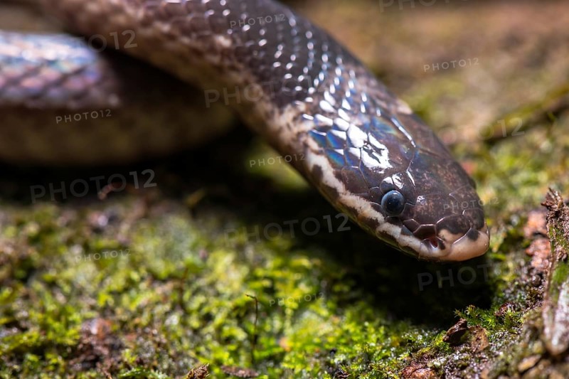 Pseudoxyrhopus ambreensis (Pseudoxyrhopus ambreensis)