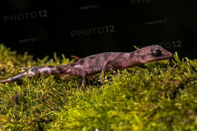 Graceful Madagascar Ground Gecko (Paroedura cf. gracilis)