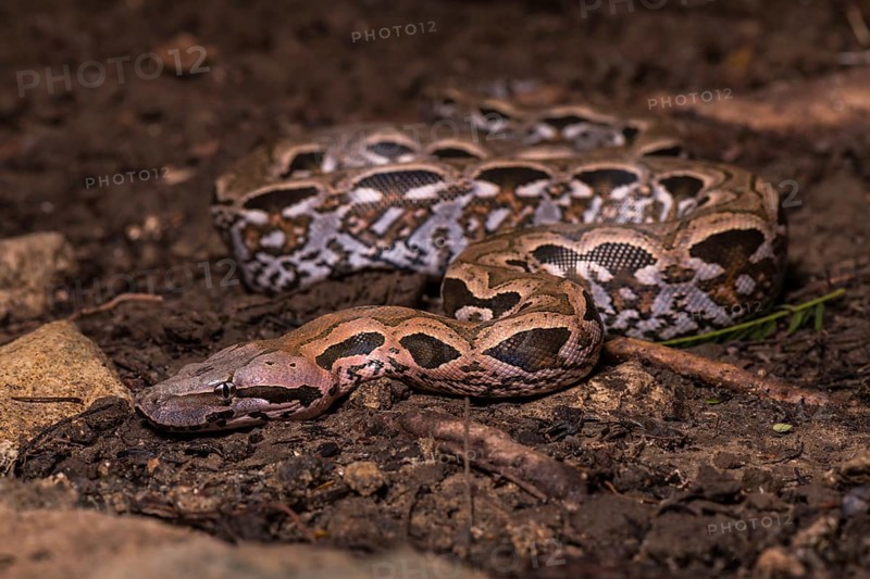 Malagasy ground boa (Acrantophis madagascariensis)