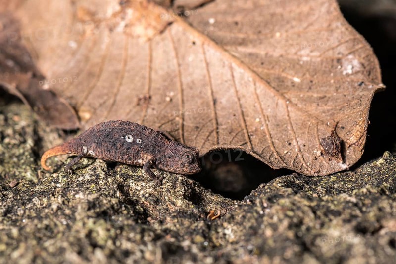Earth chameleon (Brookesia micra)