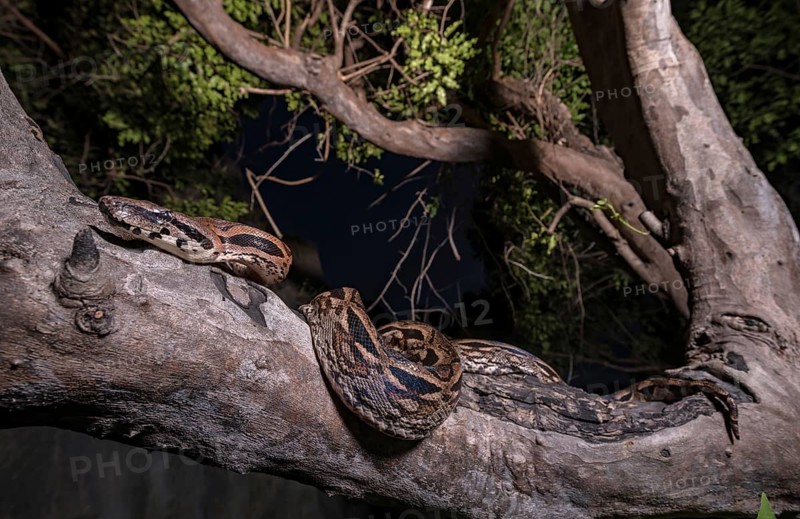 Malagasy ground boa (Acrantophis madagascariensis) lying in Branch Fork