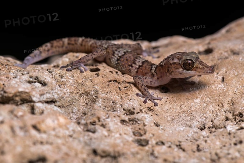 Paroedura fasciata (Paroedura fasciata)
