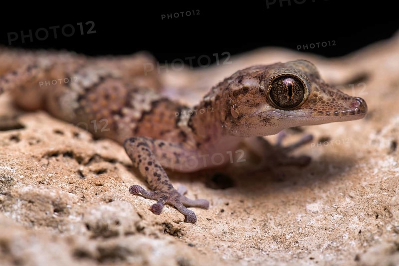 Paroedura fasciata (Paroedura fasciata)