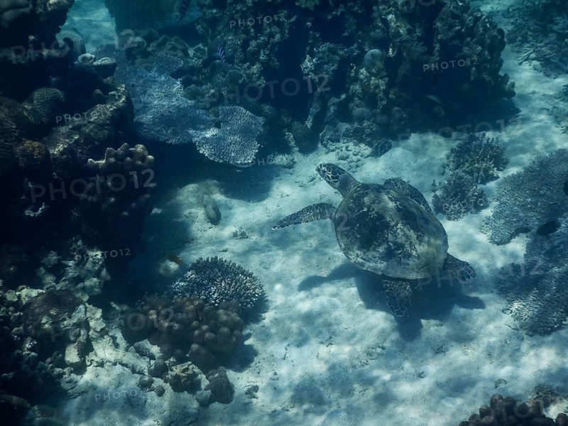 Loggerhead sea turtle (Caretta caretta)