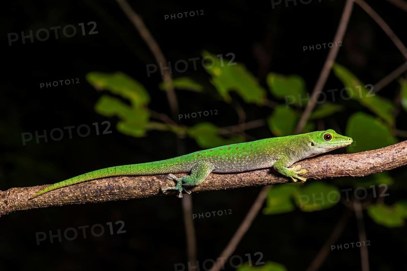 Koch's giant day gecko (Phelsuma kochi)