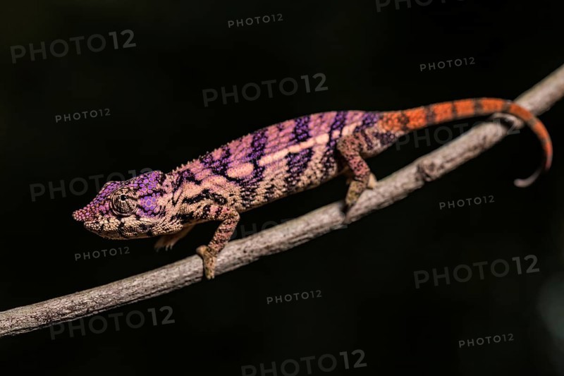 Rhinoceros chameleon (Furcifer rhinoceratus)