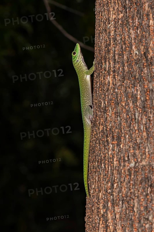 Koch's giant day gecko (Phelsuma kochi)