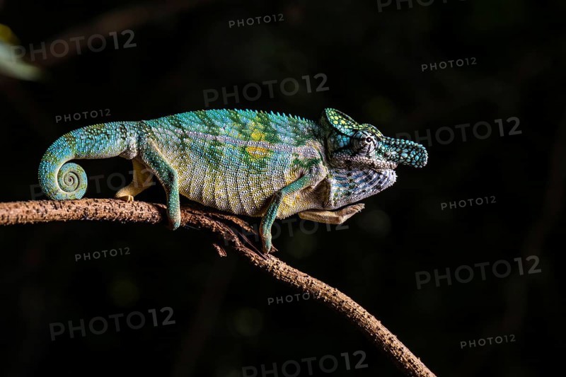 Rhinoceros chameleon (Furcifer rhinoceratus)