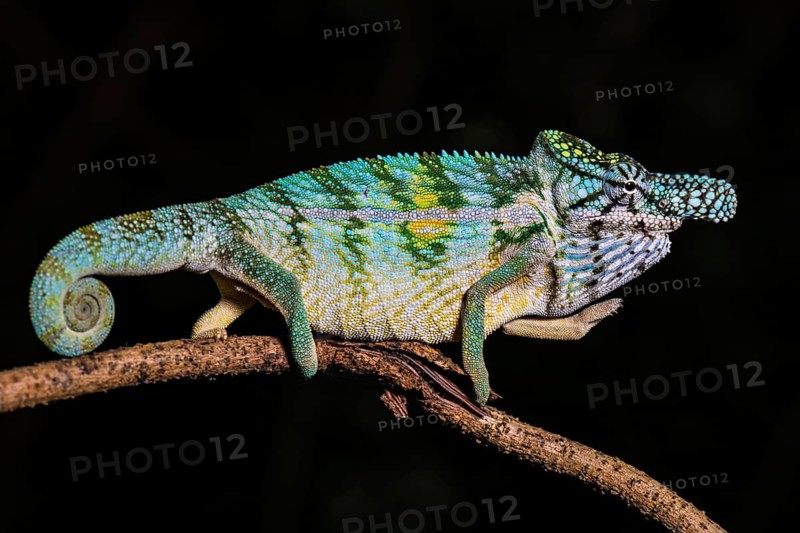 Rhinoceros chameleon (Furcifer rhinoceratus)