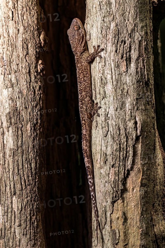 Blaesodactylus ambonihazo (Blaesodactylus ambonihazo)