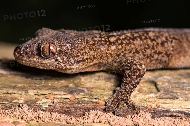 Blaesodactylus ambonihazo (Blaesodactylus ambonihazo)