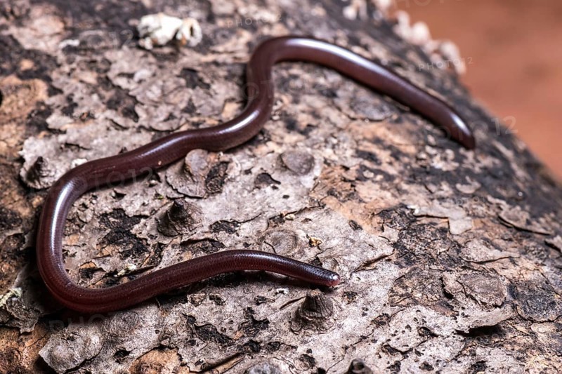 Brahminy blind snake (Ramphothyphlops braminus)