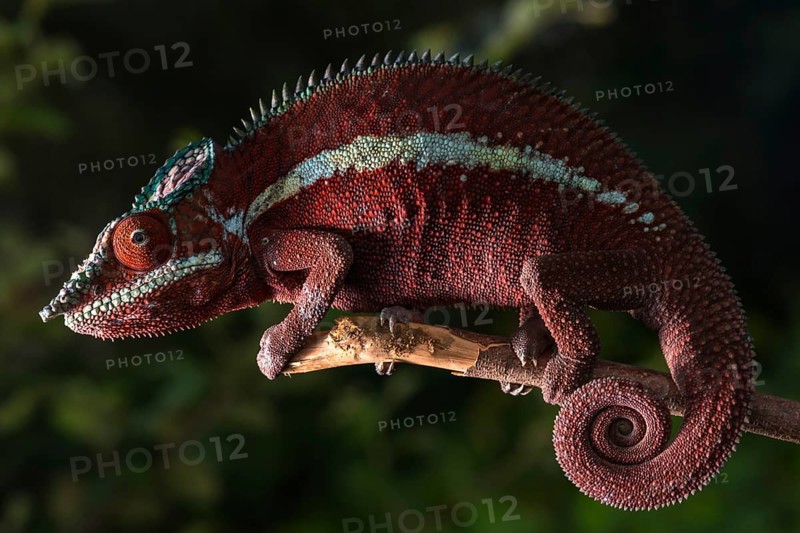 Panther chameleon (Furcifer pardalis)