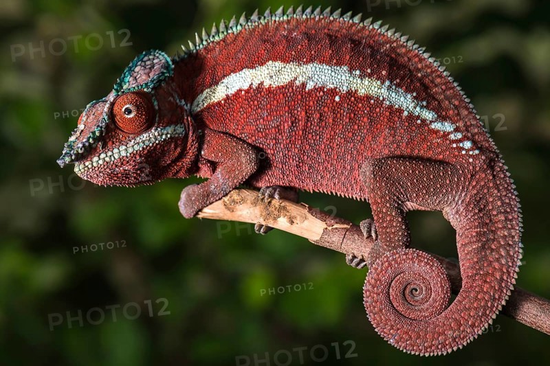 Panther chameleon (Furcifer pardalis)