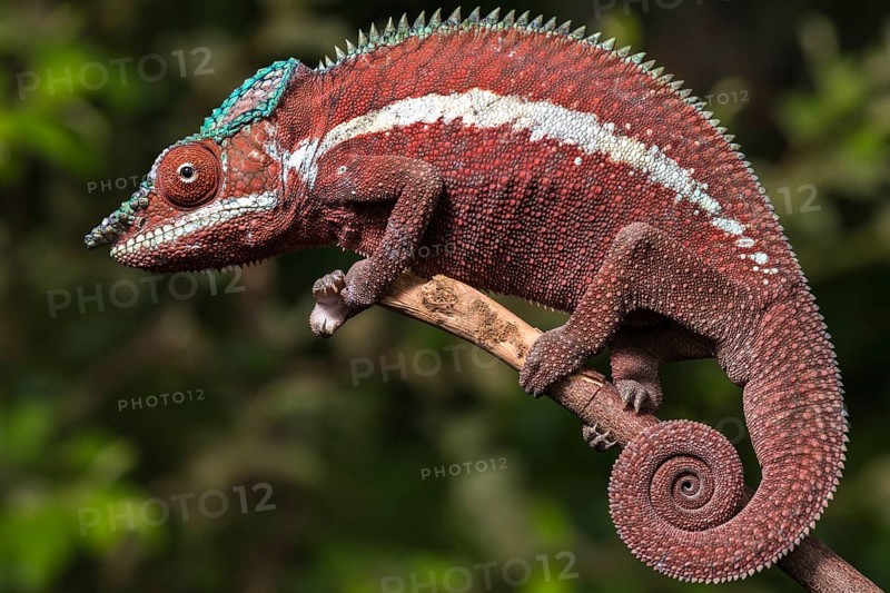 Panther chameleon (Furcifer pardalis)