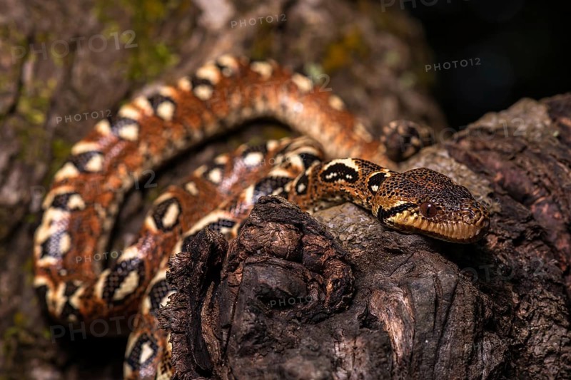 Malagasy Tree Boa (Sanzinia madagascariensis volontany) meanders along the tree
