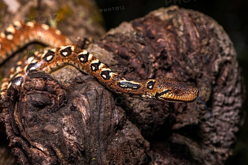 Malagasy Tree Boa (Sanzinia madagascariensis volontany) darting tongue