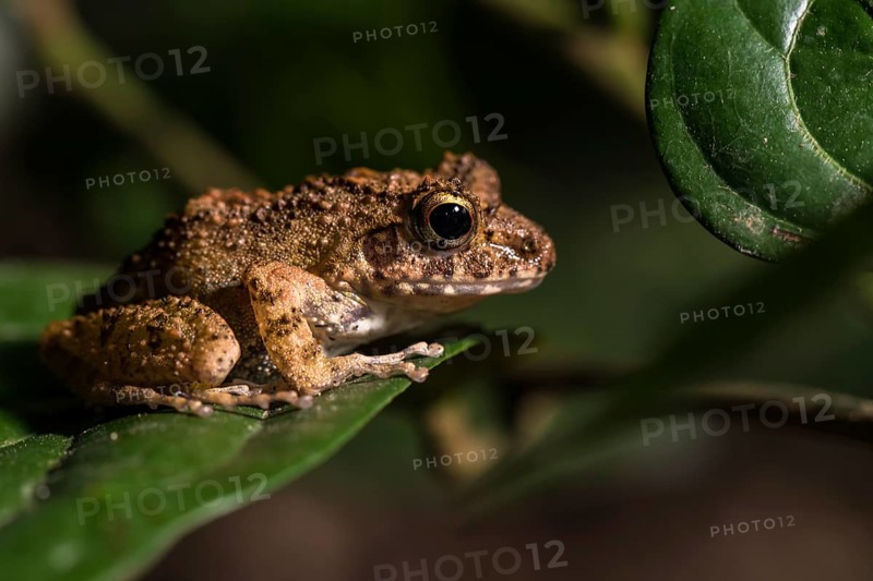 Gephyromantis (Gephyromantis) sits on leaf