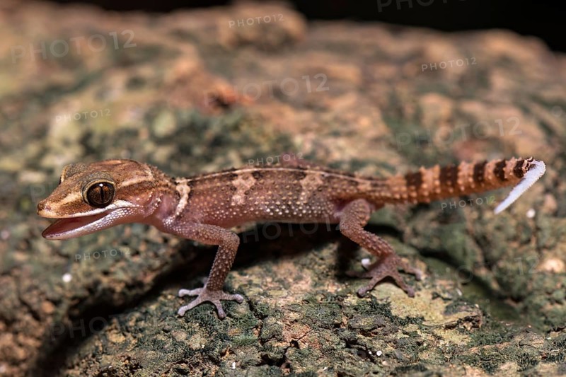 Paroedura stumpffi (Paroedura stumpffi)