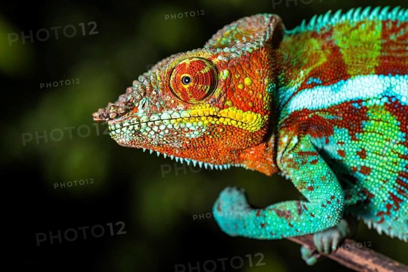 Panther chameleon (Furcifer pardalis)