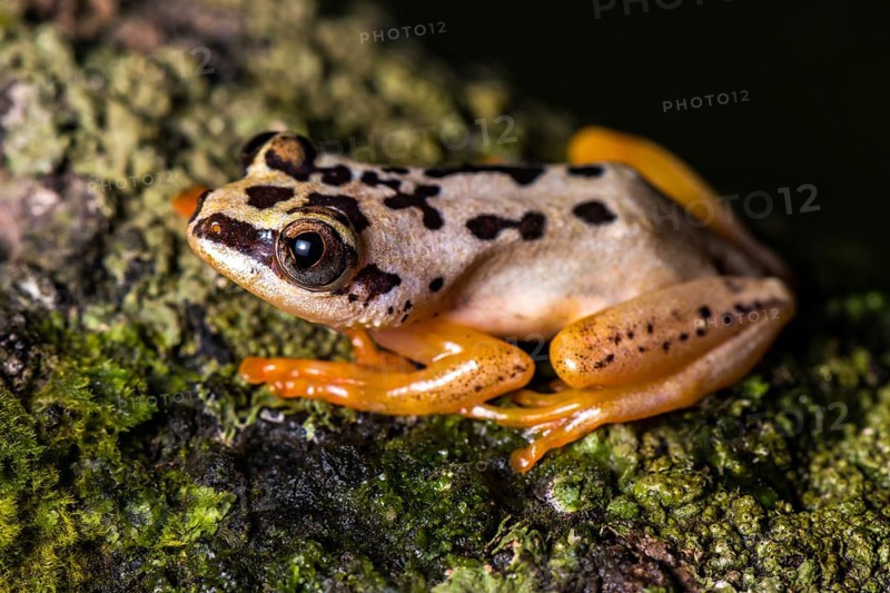 Heterixalus variabilis (Heterixalus variabilis) sitting on mossed ground