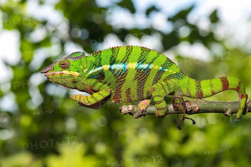 Panther chameleon (Furcifer pardalis)