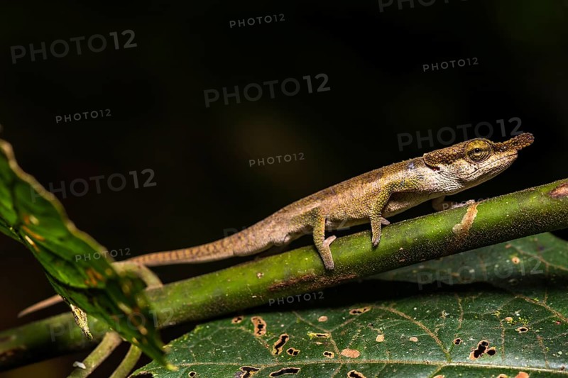 Rhinoceros chameleon species (Calumma linotum)