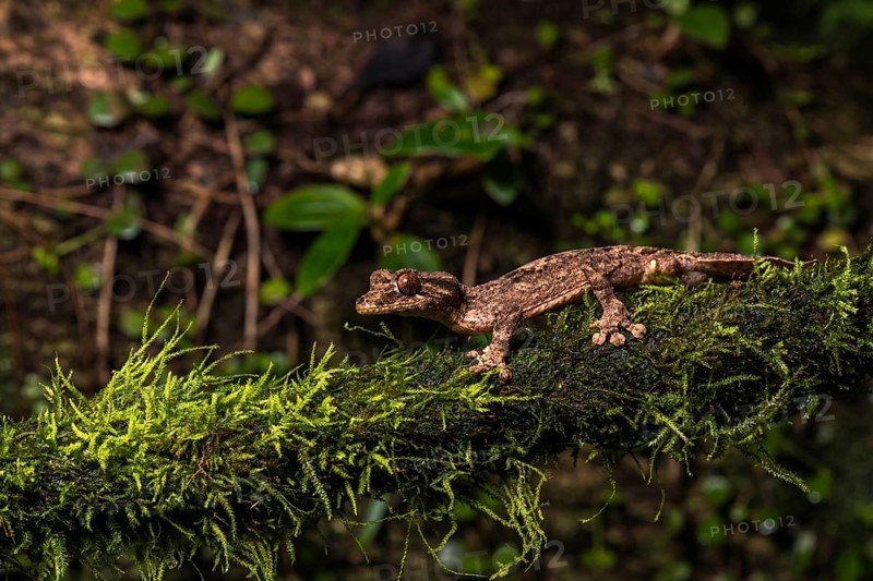 Night active leaf-tailed gecko (Uroplatus alluaudi)