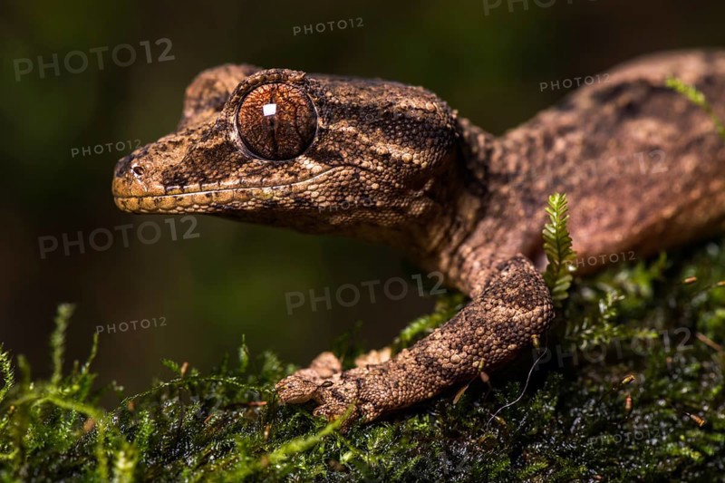 Night active leaf-tailed gecko (Uroplatus alluaudi)