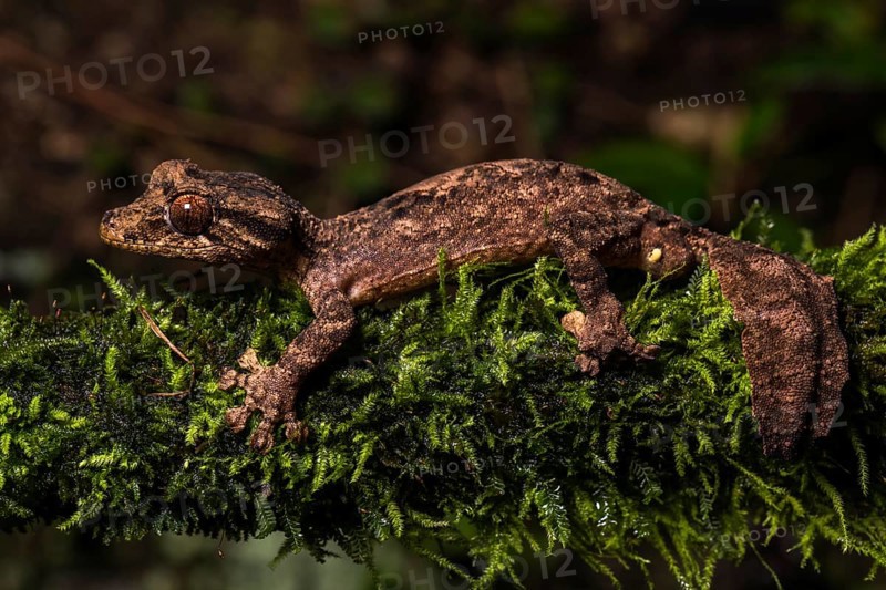 Night active leaf-tailed gecko (Uroplatus alluaudi)